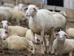 Hayvancılık destekleme sistemi başvuru ve ödemelerinde kolaylık