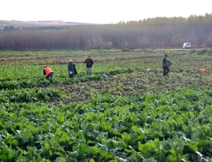 Hevsel Bahçeleri’nde Son Hasat Yapılıyor