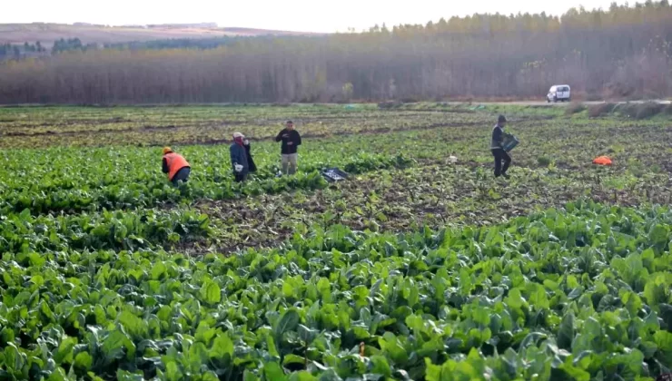 Hevsel Bahçeleri’nde Son Hasat Yapılıyor