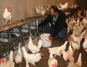 Hobi Olarak Başladı, Bin Tavukla Organik Yumurtacı Oldu