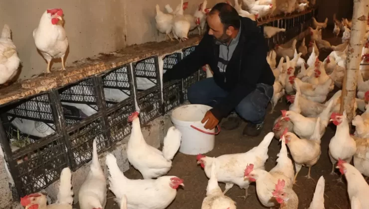 Hobi Olarak Başladı, Bin Tavukla Organik Yumurtacı Oldu