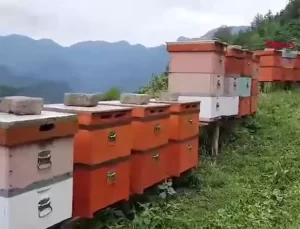 Hodziç’in Altın Başarısı