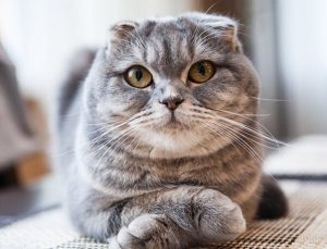 Hollanda Scottish cinsi kedilerin sahiplenilmesini yasaklıyor