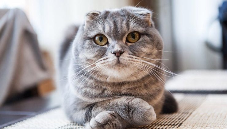 Hollanda Scottish cinsi kedilerin sahiplenilmesini yasaklıyor