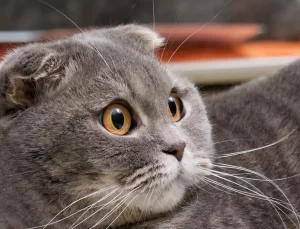 Hollanda, Tüysüz ve Kıvrık Kulaklı Kedilerin Sahiplenilmesini Yasakladı