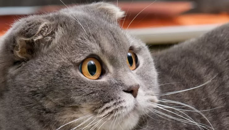 Hollanda, Tüysüz ve Kıvrık Kulaklı Kedilerin Sahiplenilmesini Yasakladı