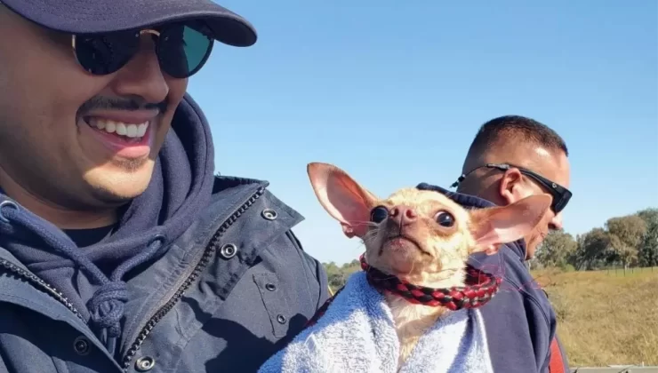 Houston’da Köprü Altında Mahsur Kalan Chihuahua Kurtarıldı