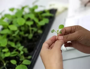 Hunan Tohum Endüstrisini Geliştiriyor