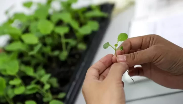 Hunan Tohum Endüstrisini Geliştiriyor