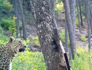 İbrahim Yumaklı, fotokapana yansıyan Anadolu parsını paylaştı