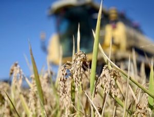 İbrahim Yumaklı: Tarım ve ormancılık sektörü 5 çeyrektir büyüyor