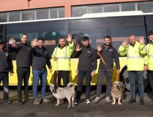İETT’den Sokak Hayvanlarına Yeni Yaşam Alanları