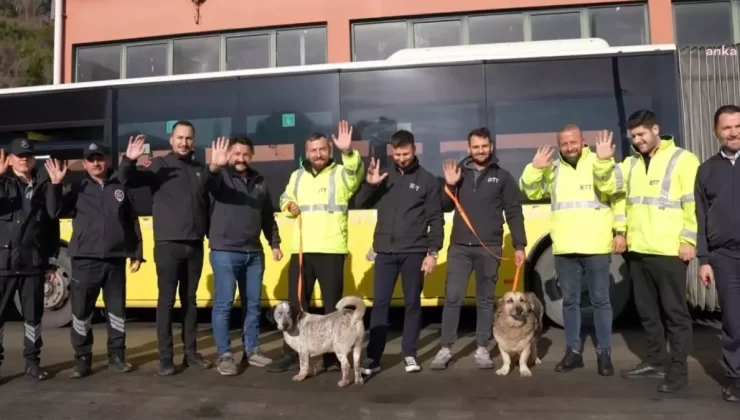 İETT’den Sokak Hayvanlarına Yeni Yaşam Alanları