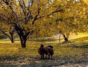 Iğdır’daki Tekelti Dağı her mevsim aynı güzel