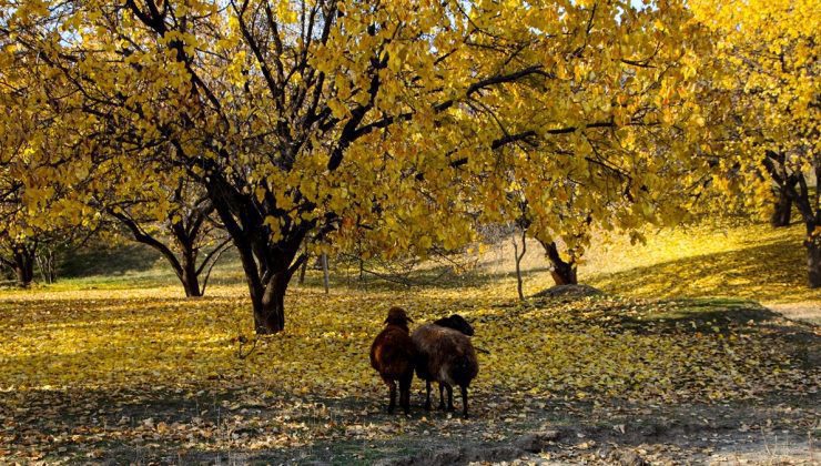 Iğdır’daki Tekelti Dağı her mevsim aynı güzel