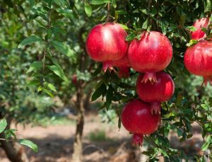 İhracatta nar bereketi: 100 milyon doları aştı