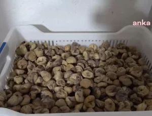 İncir Fiyatları Çiftlikten Sofraya Ulaşıyor