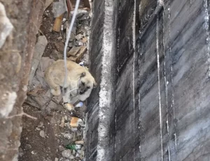 Inşaattan Düşen Köpek Kurtarıldı