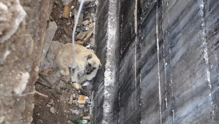 Inşaattan Düşen Köpek Kurtarıldı