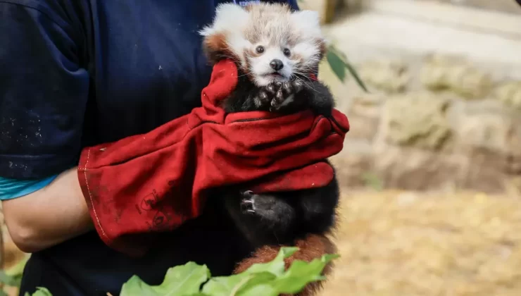 İskoçya’da Kırmızı Panda Yavrusunun Ölümü