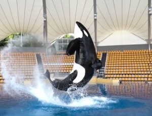 İspanya’da ensest ilişkiye zorlanan katil balina öldü