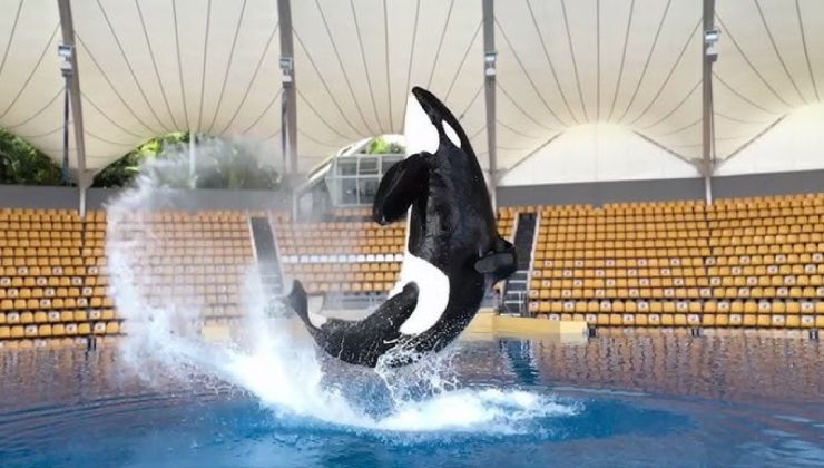 İspanya’da ensest ilişkiye zorlanan katil balina öldü