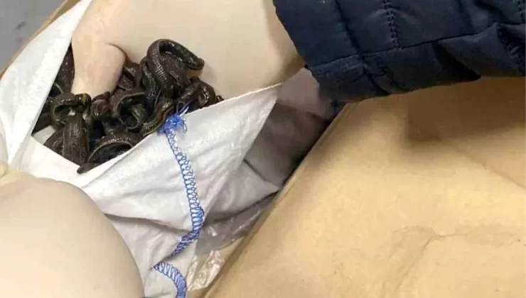 İstanbul Havalimanı’nda Yasa Dışı Sülük Ele Geçirildi