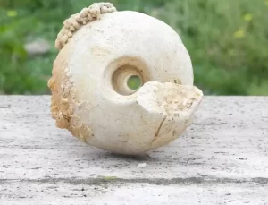 İstanbul’da hafriyat kazısı sırasında deniz minaresi fosili bulundu