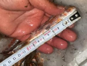 İstanbul’da yasadışı küçük boy balık nakli yapanlara ceza yağdı