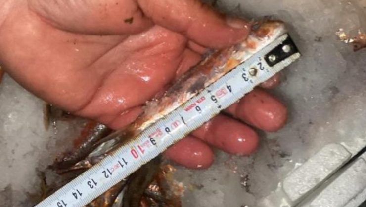 İstanbul’da yasadışı küçük boy balık nakli yapanlara ceza yağdı