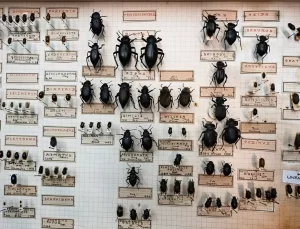 İstanbul’un 100 Yıllık Böcek Koleksiyonu