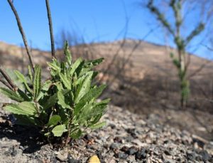 İzmir’de büyük yangından sonra doğa kendini yeniliyor