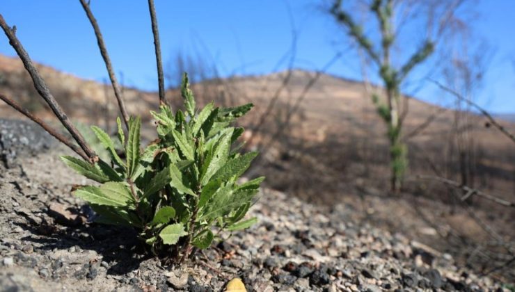 İzmir’de büyük yangından sonra doğa kendini yeniliyor