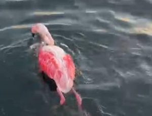 İzmir’de misinaya dolanan flamingo kurtarıldı