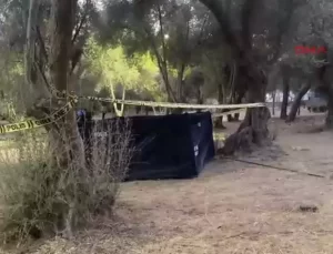 İzmir’de Zeytin Toplarken Düştü, Hayatını Kaybetti