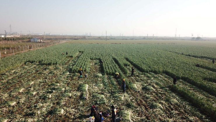 İzmir’deki tarımı kuraklık vurdu: Kışlık sebze üretimi düştü