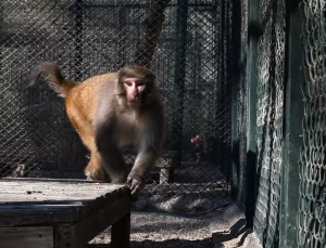Kaçak Rhesus Maymunu Antalya Doğal Yaşam Parkı’nda