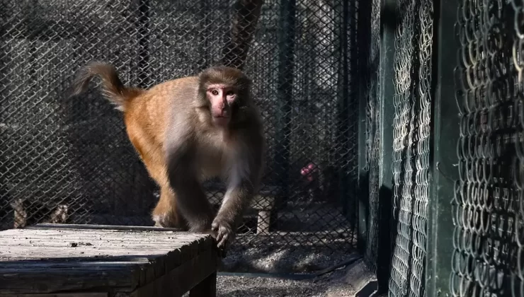 Kaçak Rhesus Maymunu Antalya Doğal Yaşam Parkı’nda