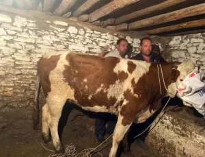 Kaçan İnek 42 Gün Sonra Yakalandı