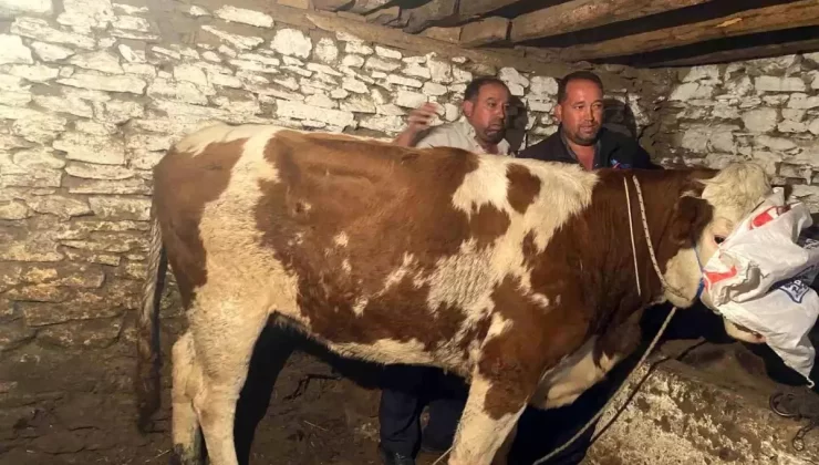 Kaçan İnek 42 Gün Sonra Yakalandı