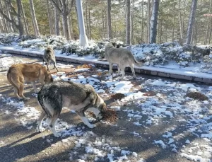Kahramankazan Belediyesi’nden Sokak Hayvanlarına Kış Yardımı