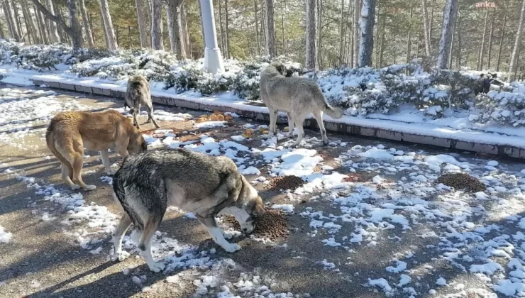 Kahramankazan Belediyesi’nden Sokak Hayvanlarına Kış Yardımı