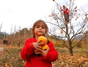 Kahramanmaraş’ta Hurma Hasadı Başladı