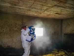 Kahverengi Kokarca ile Mücadele Artarak Devam Ediyor