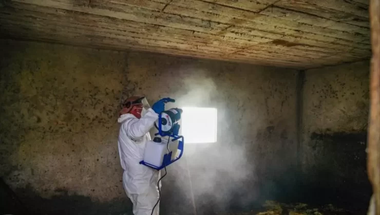 Kahverengi Kokarca ile Mücadele Artarak Devam Ediyor