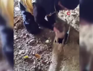 Kanalizasyondan Kurtarılan Yavru Köpeğe Anne Köpekten Teşekkür
