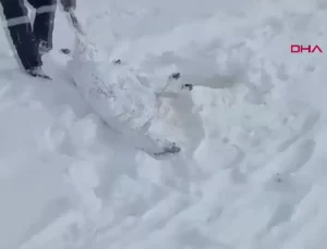 Kangal’da Şiddetli Tipi Hayvanları ve İki Kardeşi Tehdit Etti