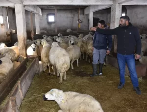 Kangal’da Tipiye Yakalanan Kardeşler, 100’den Fazla Hayvanını Kaybetti