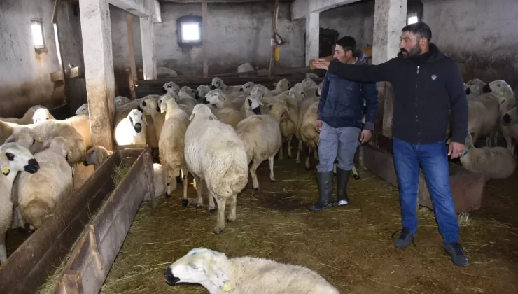 Kangal’da Tipiye Yakalanan Kardeşler, 100’den Fazla Hayvanını Kaybetti