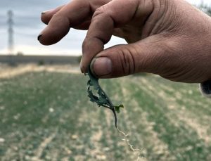 Kanolayı kuraklık vurdu